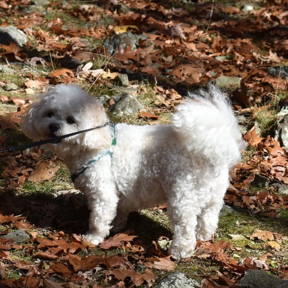 Meet your Posher, Sunflower - Picture 2 of 2